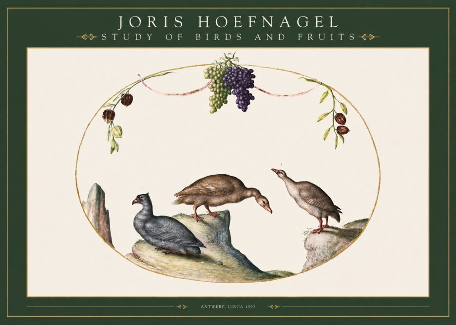 Joris Hoefnagel Three Birds with Grapes and Inscription No3 - Juliste