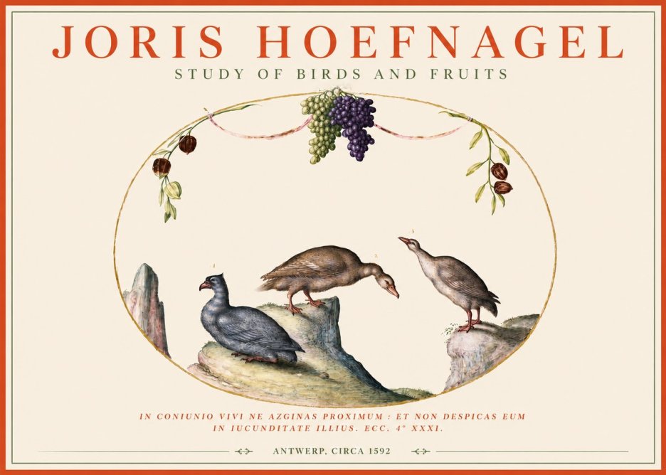 Joris Hoefnagel Three Birds with Grapes and Inscription No4 - Juliste