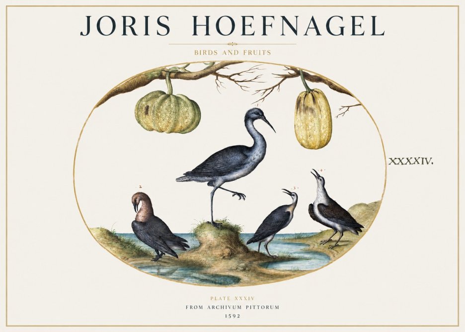 Joris Hoefnagel Birds and Fruits No1 - Juliste