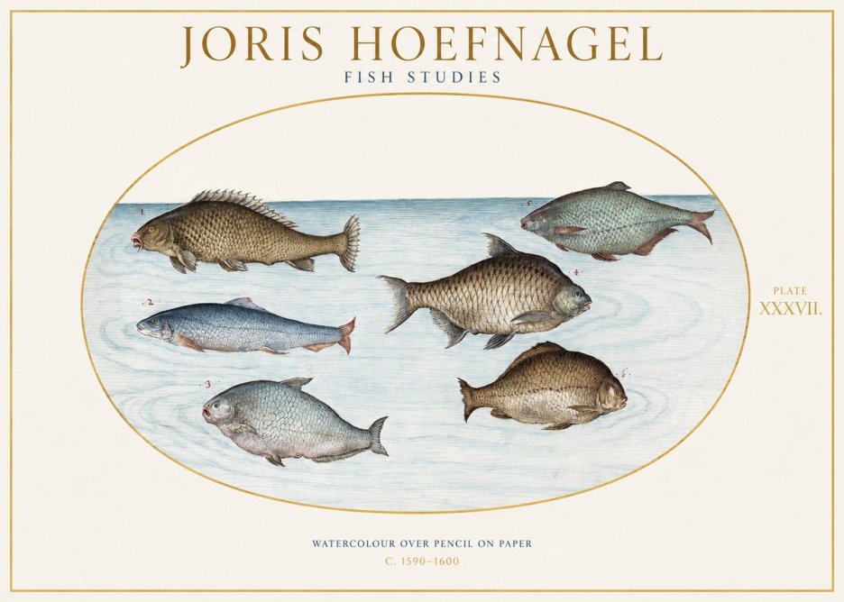 Joris Hoefnagel Six Freshwater Fish No2 - Juliste