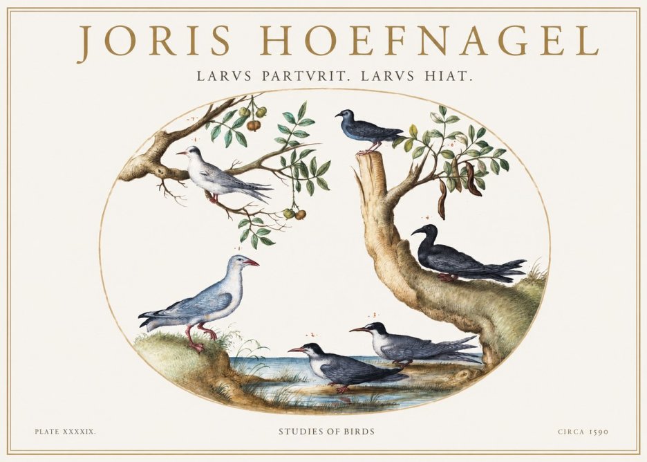 Joris Hoefnagel Studies of Birds II No1 - Juliste