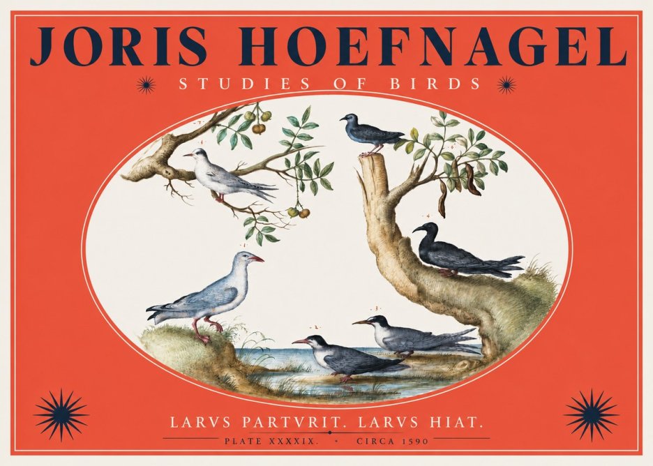 Joris Hoefnagel Studies of Birds II No2 - Juliste