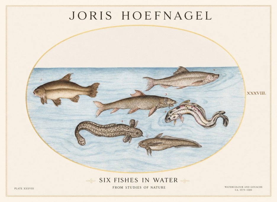 Joris Hoefnagel Six Fishes in Water II No1 - Juliste