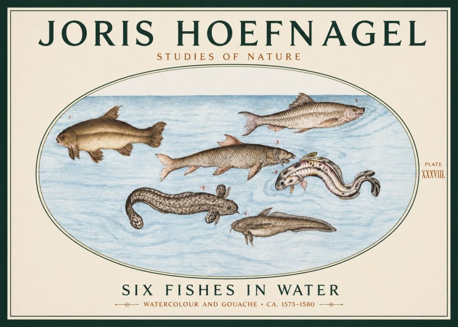 Joris Hoefnagel Six Fishes in Water II No3 - Juliste
