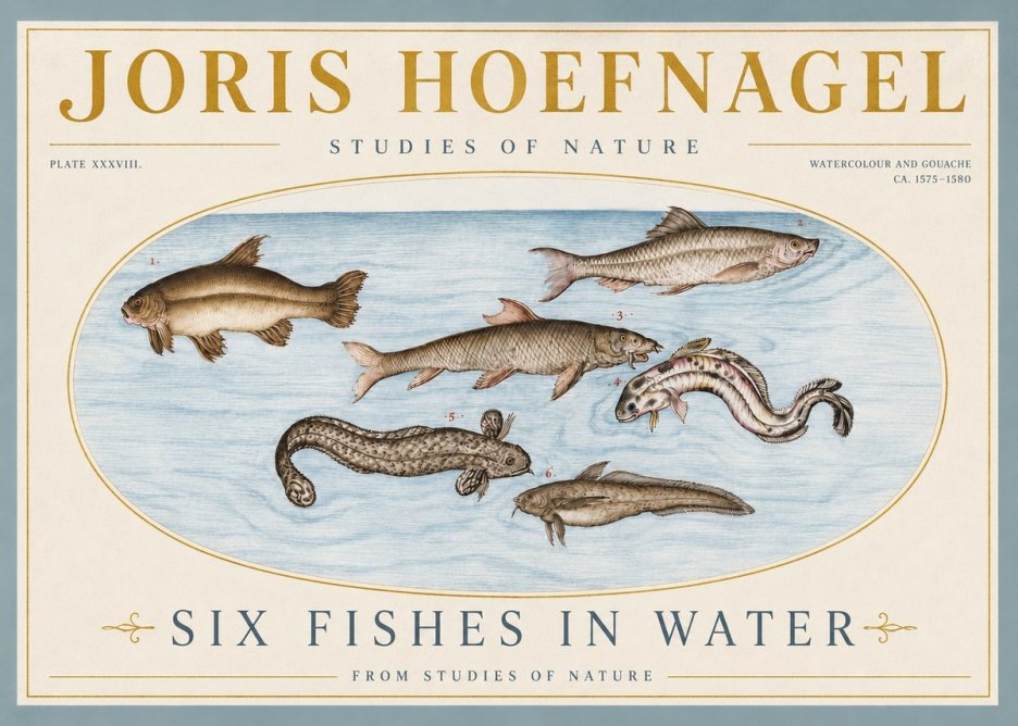 Joris Hoefnagel Six Fishes in Water II No4 - Juliste