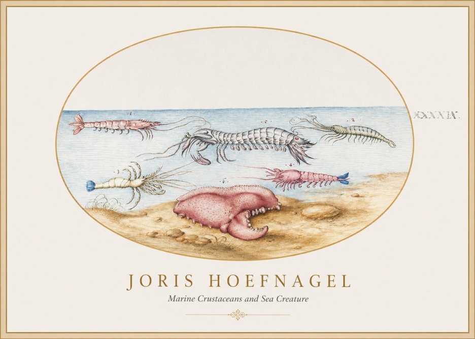 Joris Hoefnagel Marine Crustaceans and Sea Creature No1 - Juliste