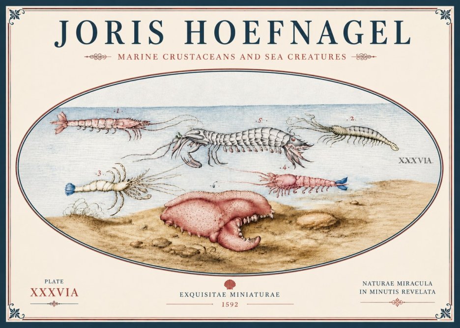 Joris Hoefnagel Marine Crustaceans and Sea Creature No5 - Juliste