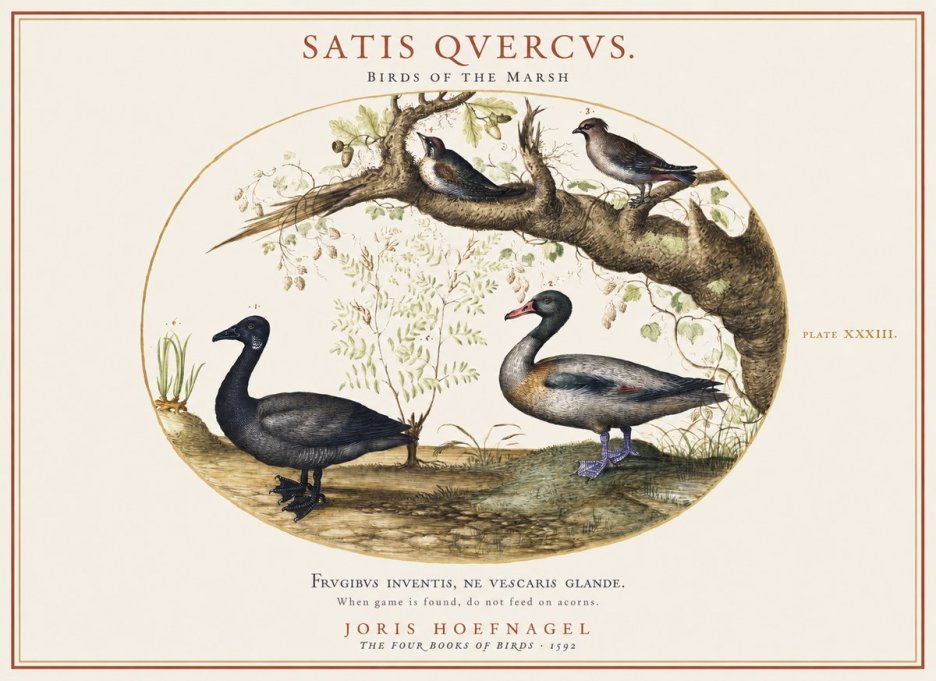 Joris Hoefnagel Satis Quercus. Birds of the Marsh No1 - Juliste