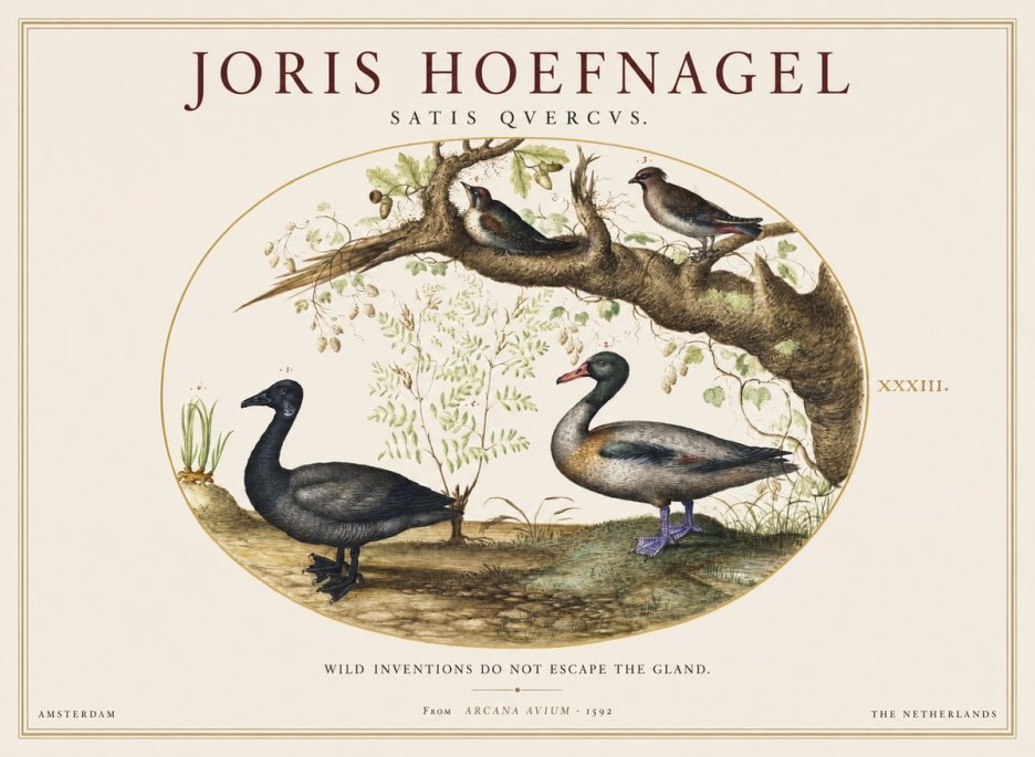 Joris Hoefnagel Satis Quercus. Birds of the Marsh No2 - Juliste