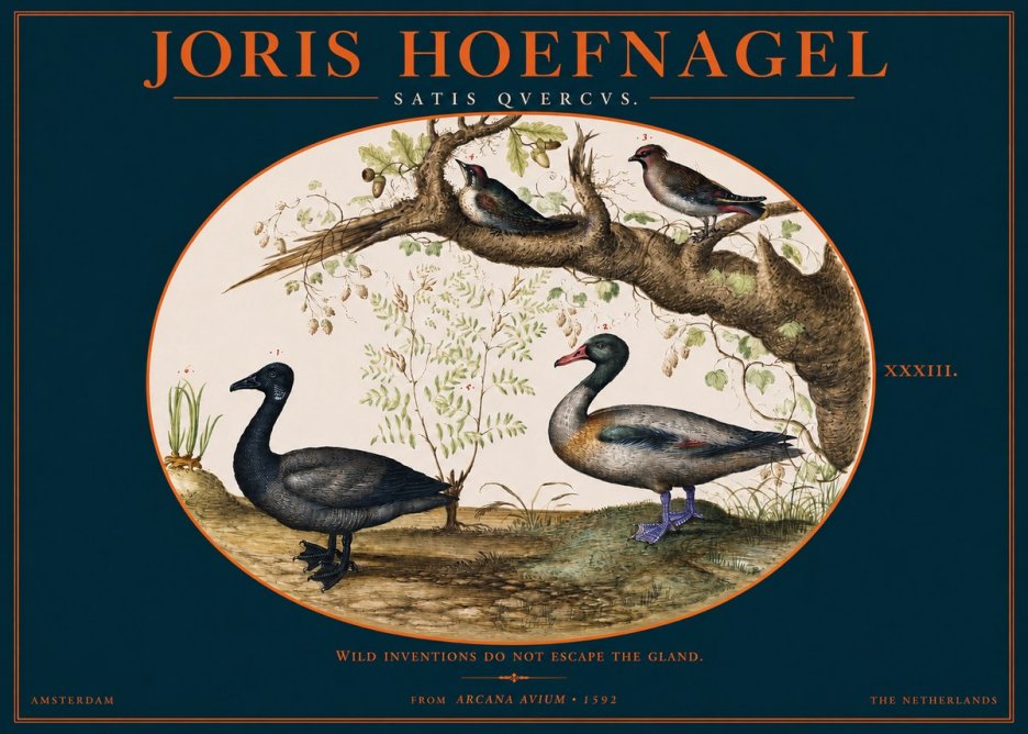 Joris Hoefnagel Satis Quercus. Birds of the Marsh No3 - Juliste