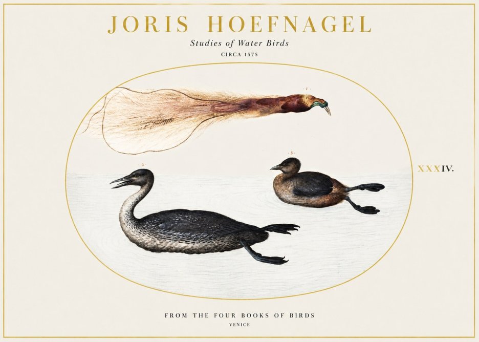 Joris Hoefnagel Studies of Water Birds No1 - Juliste