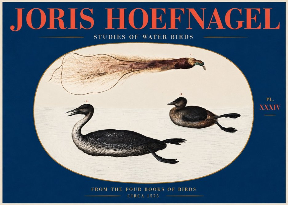 Joris Hoefnagel Studies of Water Birds No2 - Juliste