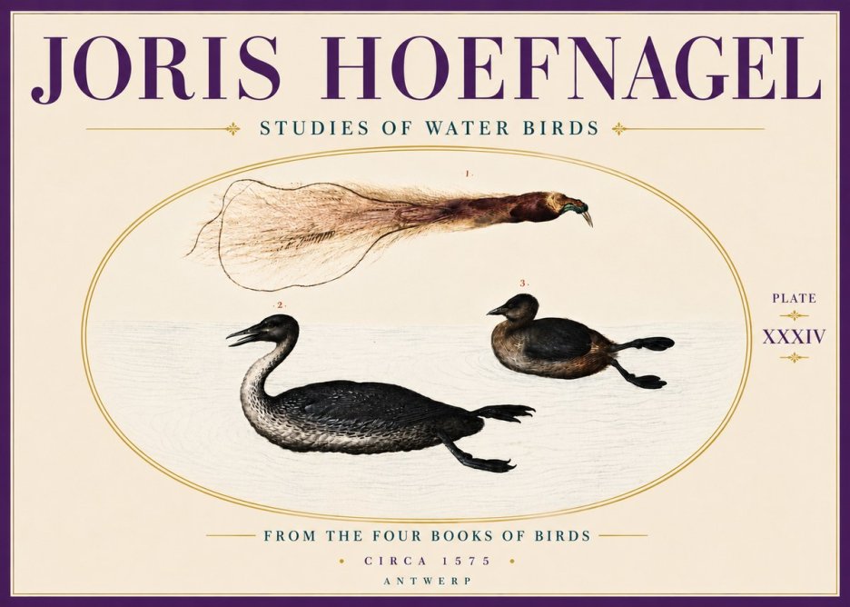 Joris Hoefnagel Studies of Water Birds No6 - Juliste