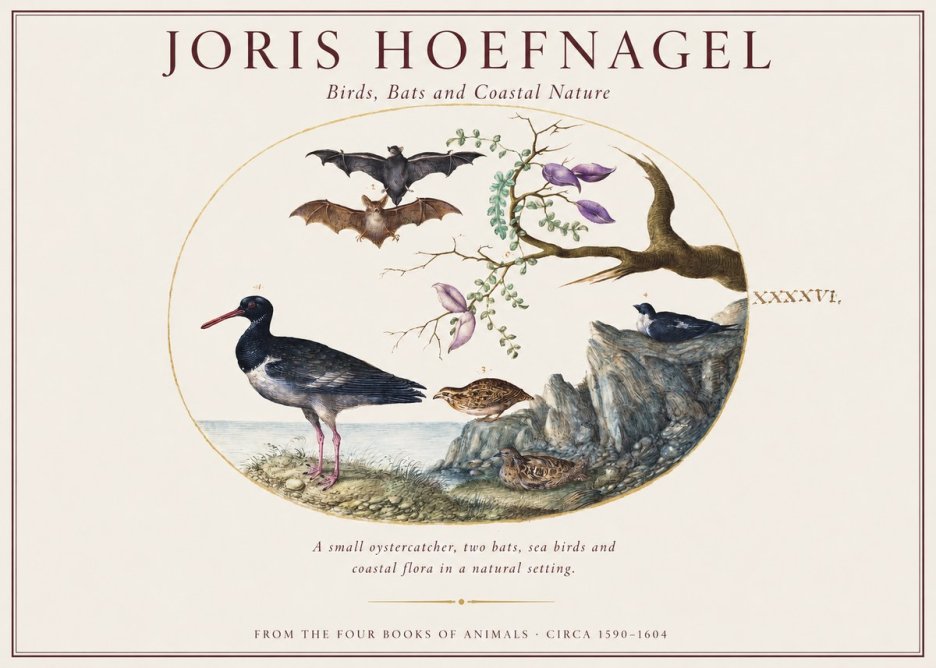 Joris Hoefnagel Birds, Bats and Coastal Nature No1 - Juliste