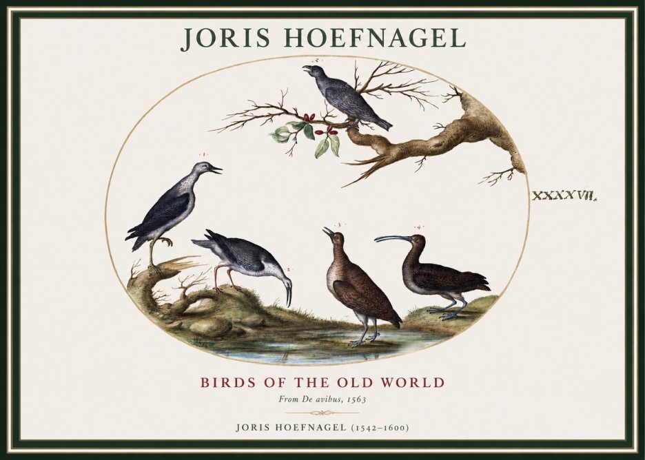Joris Hoefnagel Birds of the Old World No1 - Juliste