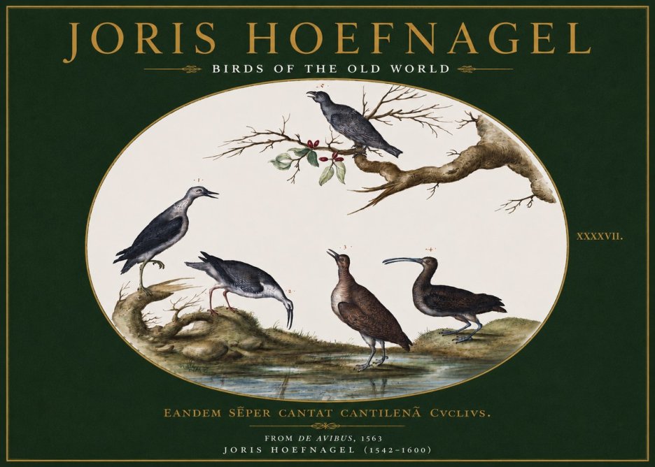 Joris Hoefnagel Birds of the Old World No3 - Juliste
