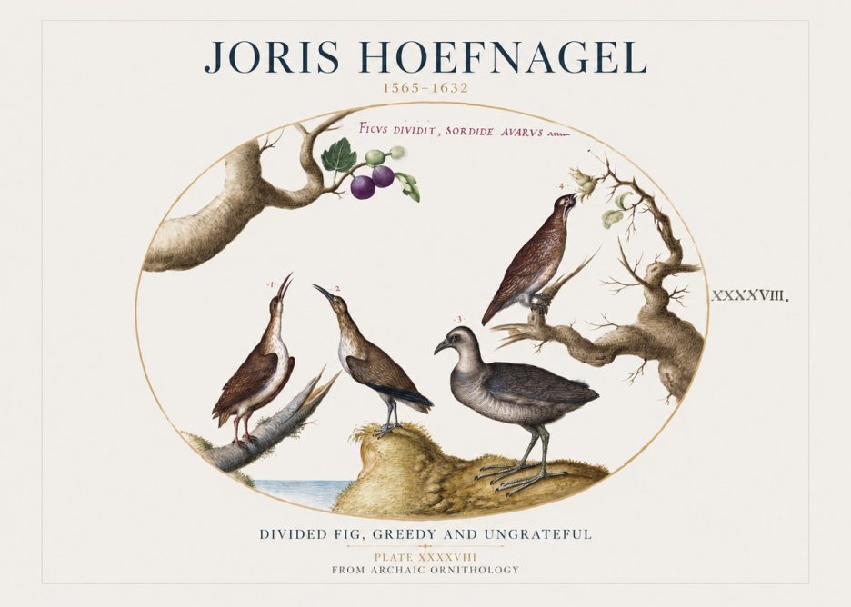 Joris Hoefnagel Birds from the Four Parts of the World No2 - Juliste