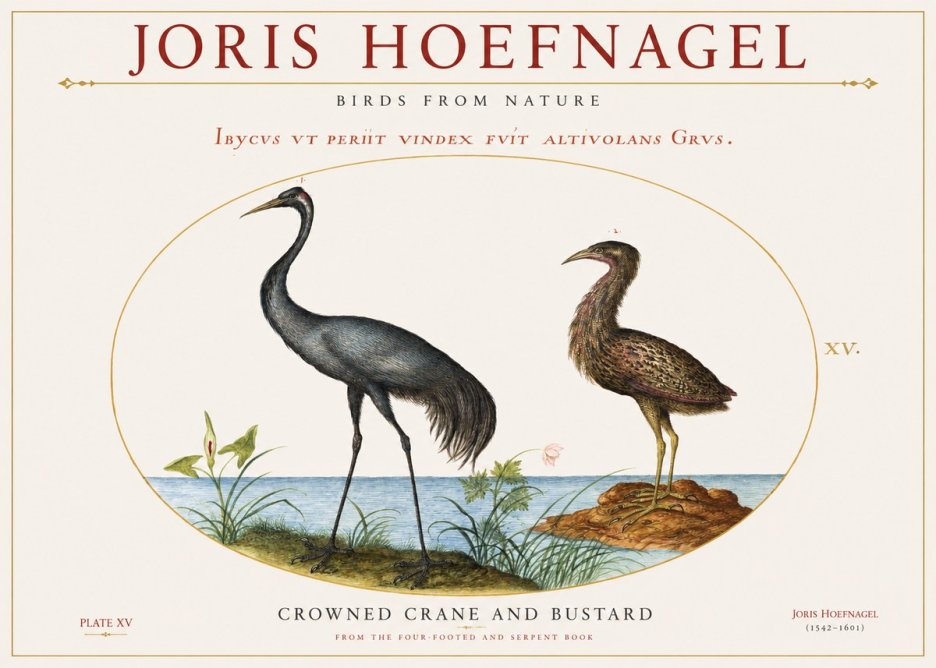 Joris Hoefnagel Crowned Crane and Bustard No1 - Juliste
