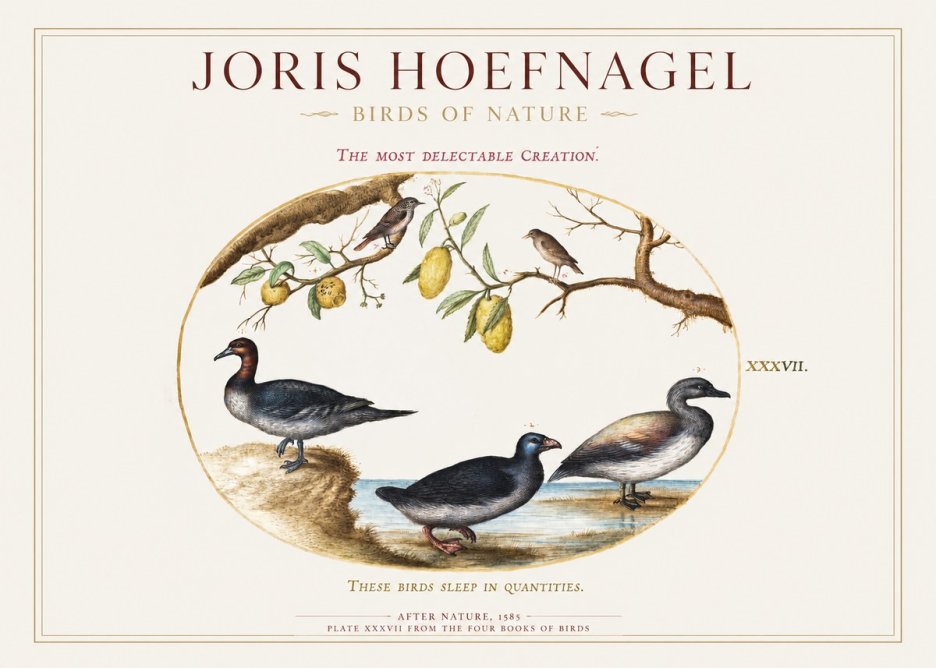 Joris Hoefnagel Plate Xxxvii from the Four Books of Birds No1 - Juliste