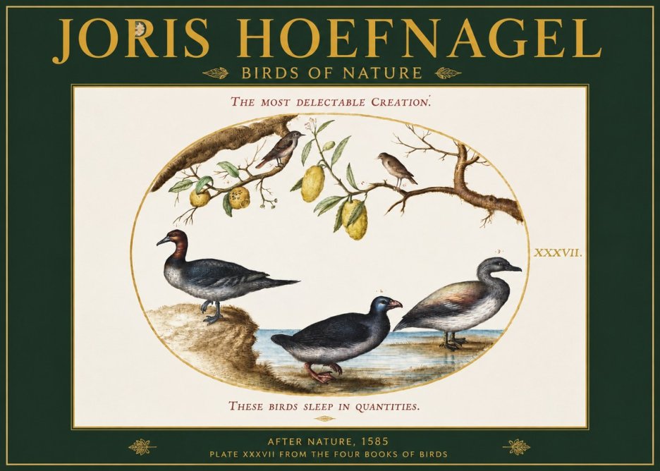 Joris Hoefnagel Plate Xxxvii from the Four Books of Birds No2 - Juliste