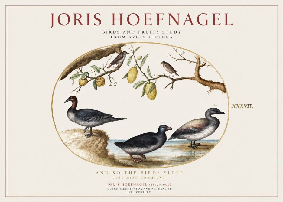 Joris Hoefnagel Plate Xxxvii from the Four Books of Birds No5 - Juliste