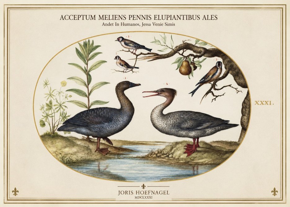 Joris Hoefnagel Acceptiem Meliens Pennis Fupidantibus Ales No2 - Juliste