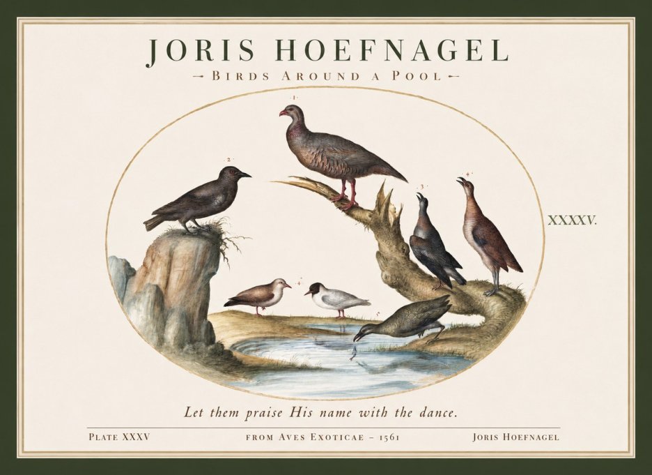 Joris Hoefnagel Birds Around a Pool No1 - Juliste