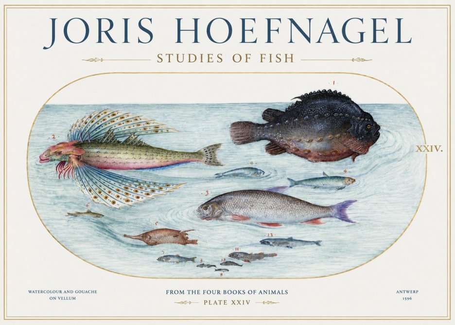 Joris Hoefnagel Studies of Fish II No1 - Juliste
