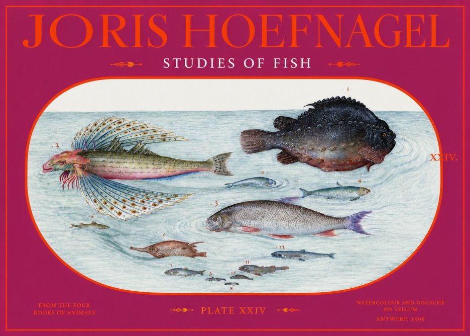 Joris Hoefnagel Studies of Fish II No2 - Juliste