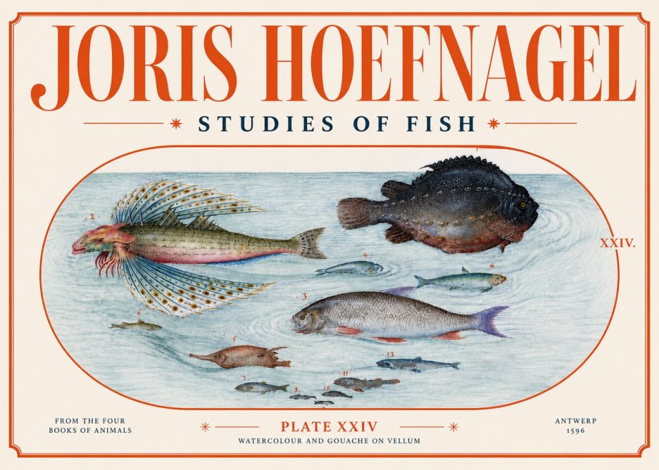 Joris Hoefnagel Studies of Fish II No4 - Juliste