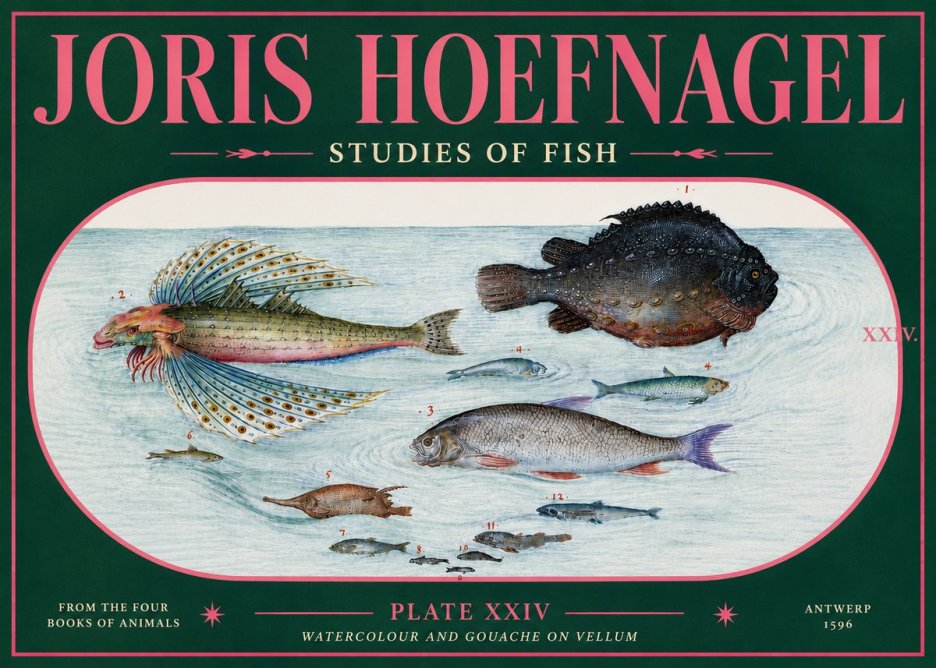 Joris Hoefnagel Studies of Fish II No5 - Juliste