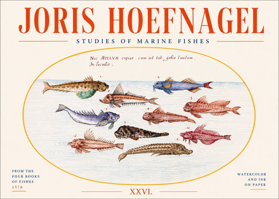 Joris Hoefnagel Studies of Marine Fishes No4 - Juliste