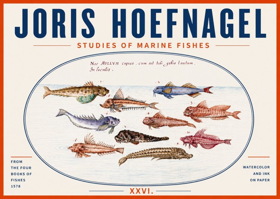 Joris Hoefnagel Studies of Marine Fishes No5 - Juliste