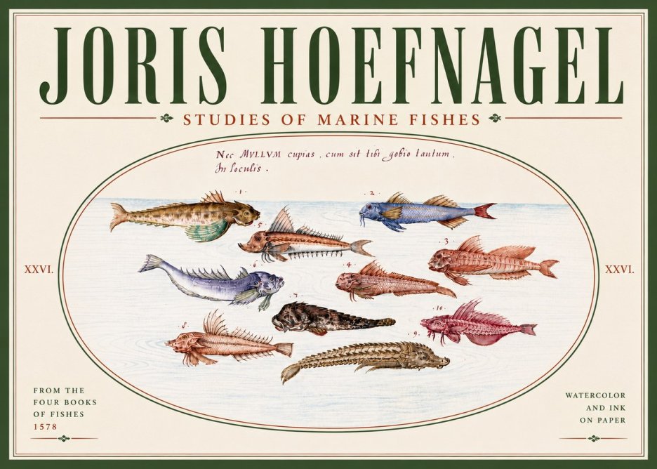 Joris Hoefnagel Studies of Marine Fishes No6 - Juliste