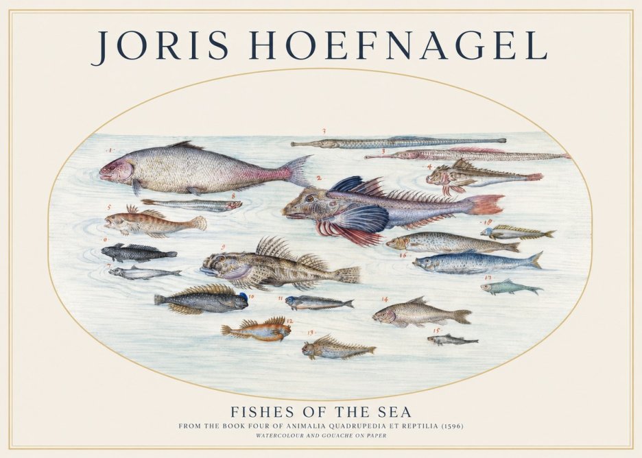 Joris Hoefnagel Fishes of the Sea III No1 - Juliste