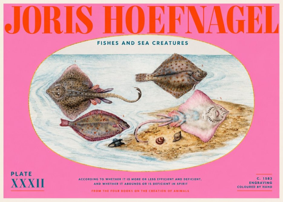Joris Hoefnagel Study of Rays and Flatfish No6 - Juliste