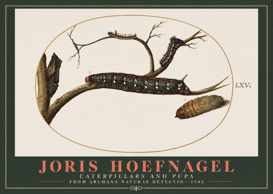 Joris Hoefnagel Caterpillars and Pupa No2 - Juliste