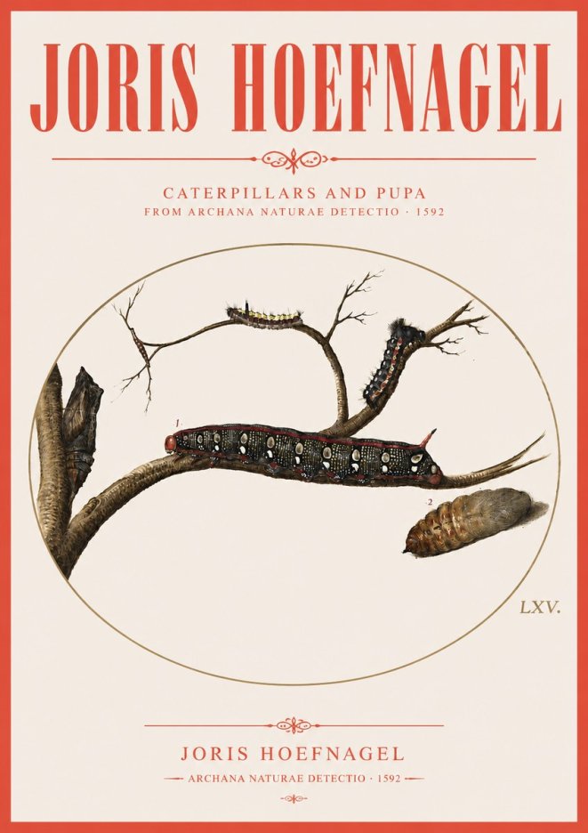Joris Hoefnagel Caterpillars and Pupa No3 - Juliste