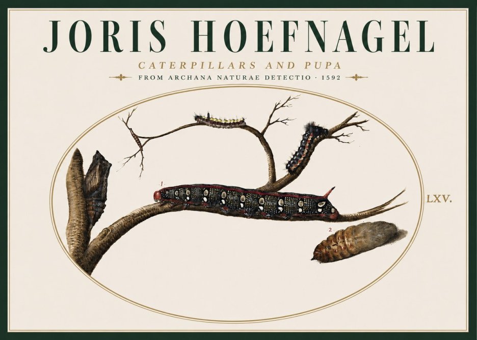 Joris Hoefnagel Caterpillars and Pupa No4 - Juliste