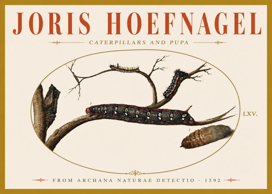 Joris Hoefnagel Caterpillars and Pupa No6 - Juliste