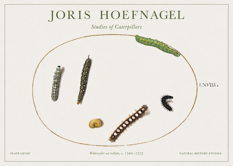 Joris Hoefnagel Studies of Caterpillars No1 - Juliste