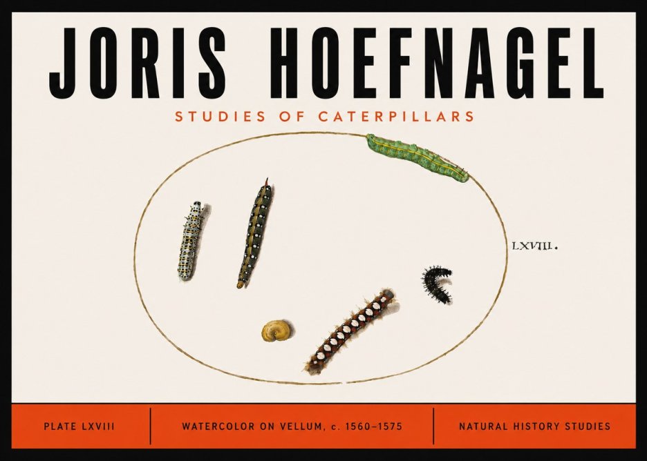 Joris Hoefnagel Studies of Caterpillars No6 - Juliste