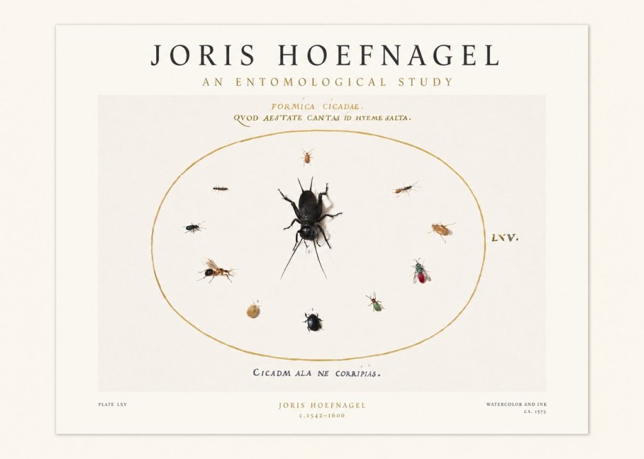 Joris Hoefnagel Formica Cicadae No1 - Juliste