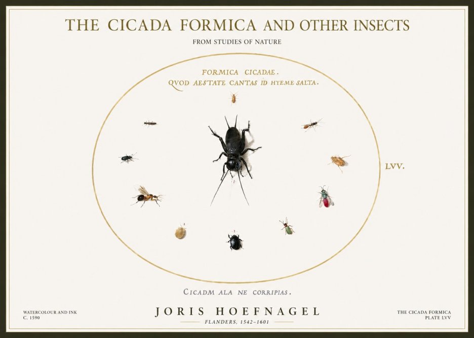 Joris Hoefnagel Formica Cicadae No5 - Juliste