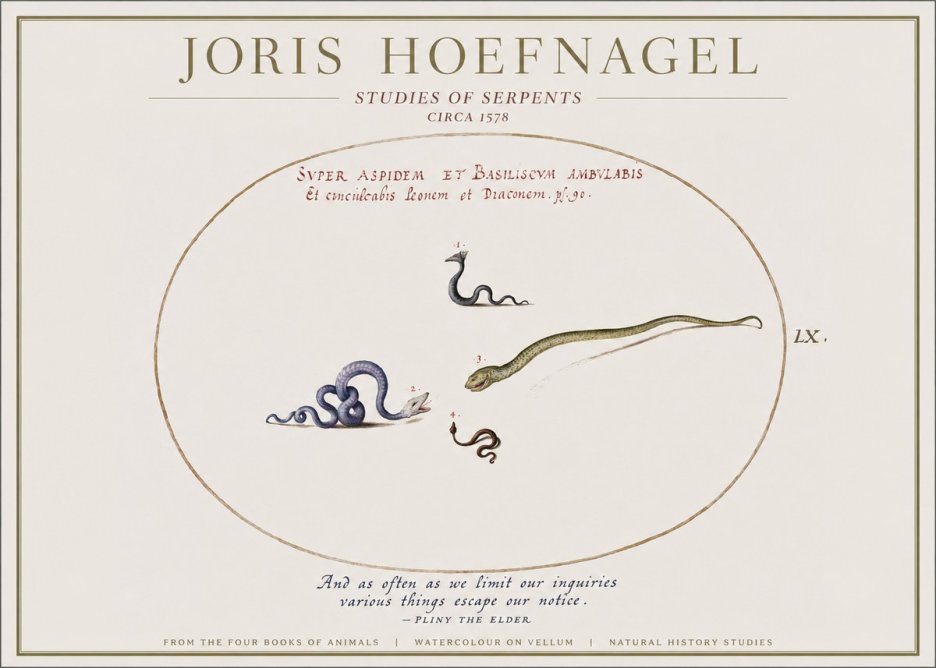 Joris Hoefnagel Studies of Serpents No1 - Juliste