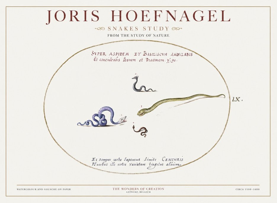 Joris Hoefnagel Studies of Serpents No2 - Juliste