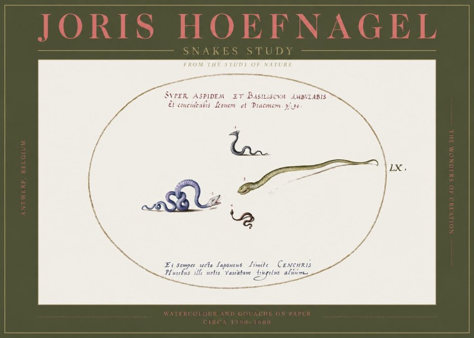 Joris Hoefnagel Studies of Serpents No3 - Juliste