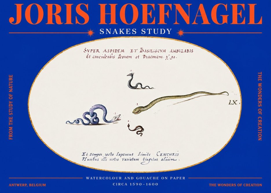 Joris Hoefnagel Studies of Serpents No4 - Juliste