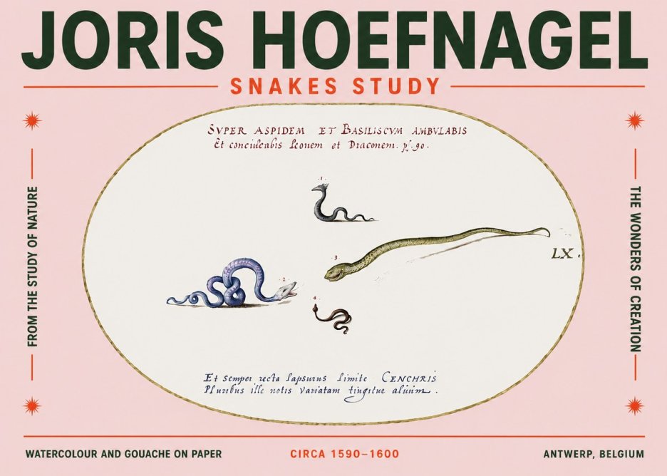 Joris Hoefnagel Studies of Serpents No5 - Juliste