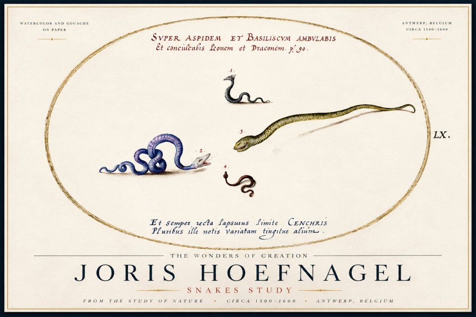 Joris Hoefnagel Studies of Serpents No6 - Juliste